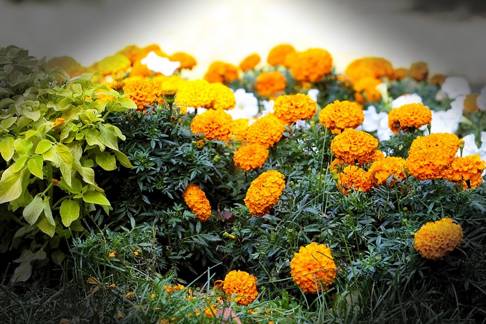 4K Marigolds and Green Foliage