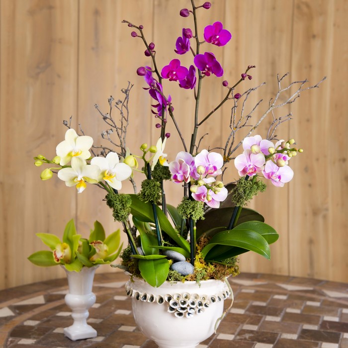 Orchid arrangement in a decorative pot