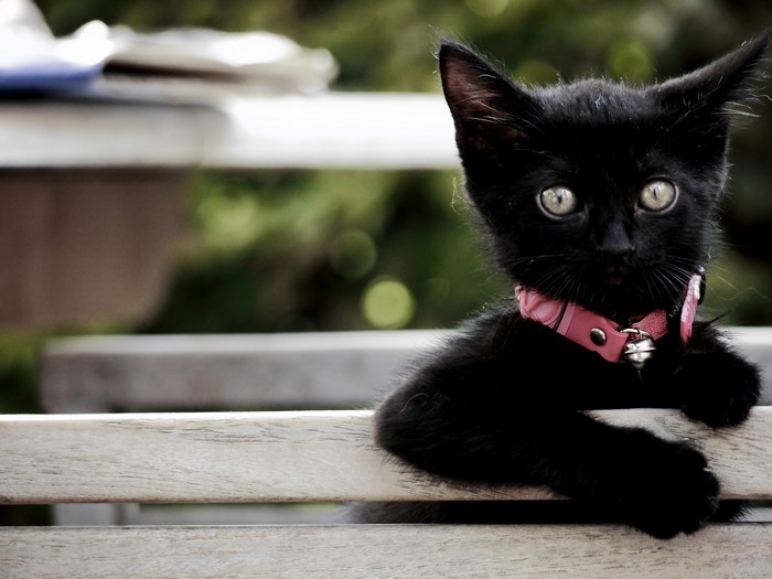 Black kitten with pink collar on wooden bench