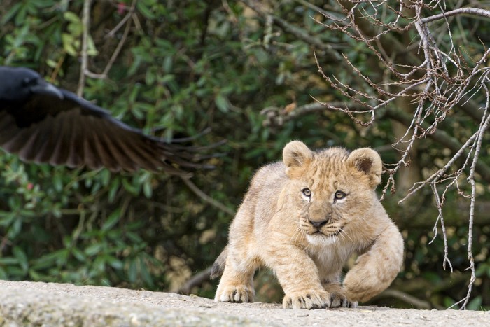 Lion cub and crow in nature