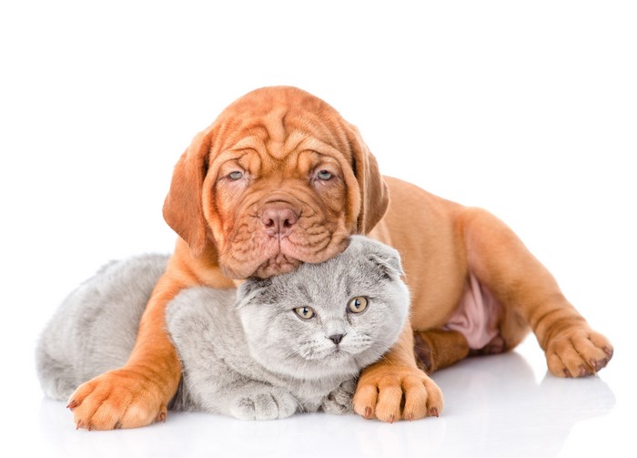 Puppy and Kitten on White Background