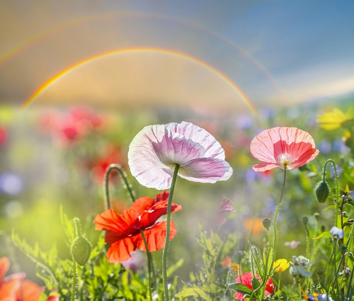 Poppies and Rainbow in a Field