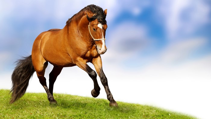 Brown horse running on a grassy hill