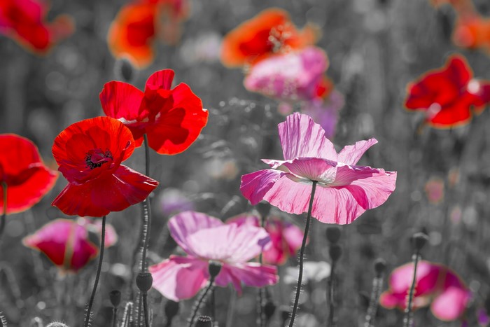 4K Poppies Closeup