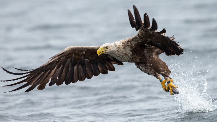 White-tailed eagle catching fish from water