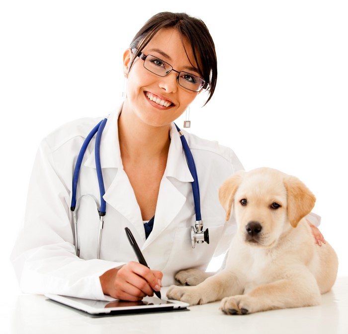 Veterinarian with a puppy