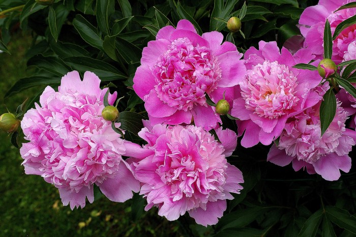 Peonies, Closeup, Pink color, Flower-bud, HD Wallpaper | Rare Gallery