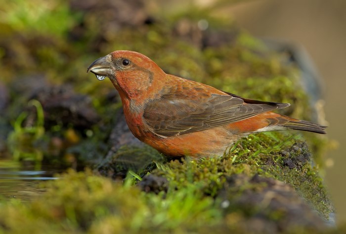 Red Crossbill bird with water droplet on beak