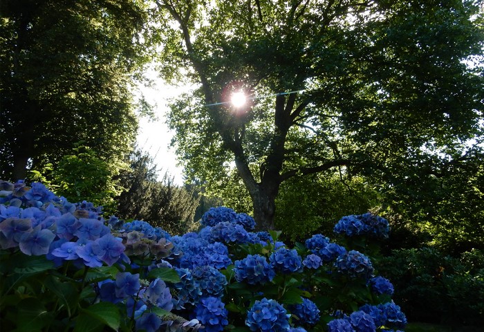 Blue Hydrangeas in Grugapark Essen, Germany