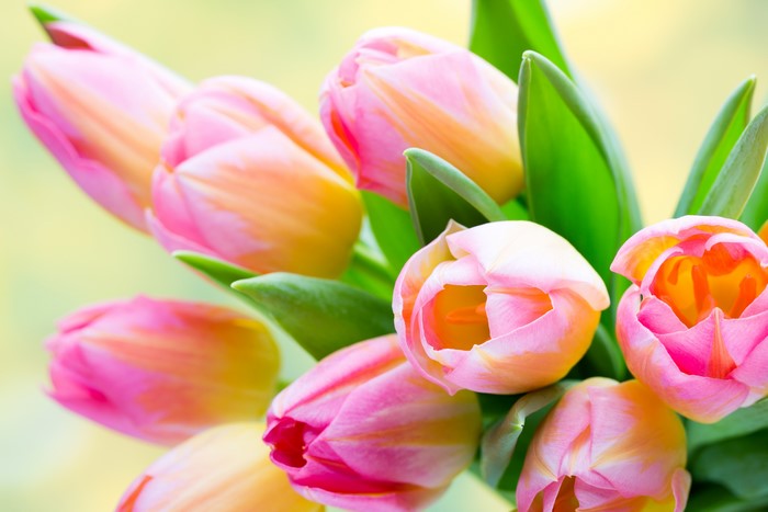 4K Pink and Yellow Tulips Closeup