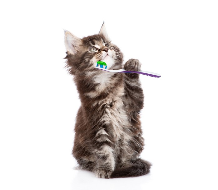 Kitten brushing teeth with toothbrush
