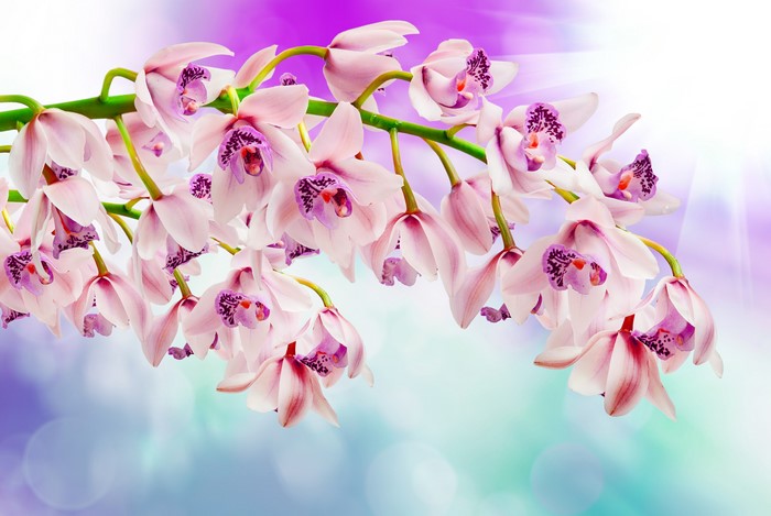 4K Orchid Closeup