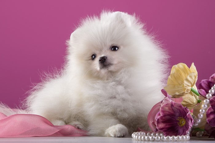 White Pomeranian puppy with flowers and pearls
