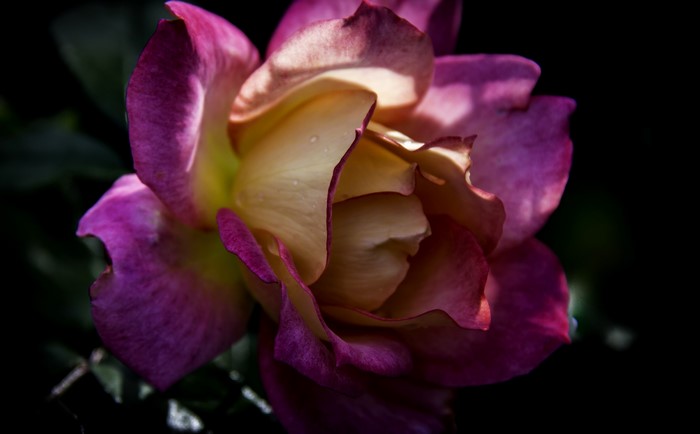Close-up of a pink and yellow rose