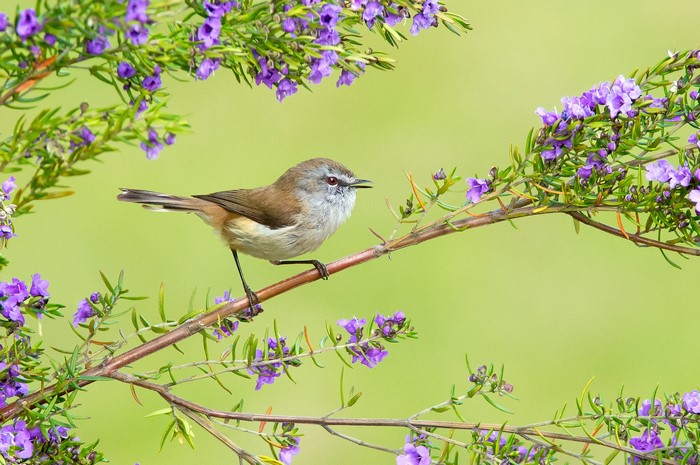 Brown Gerygone bird on a flowering branch