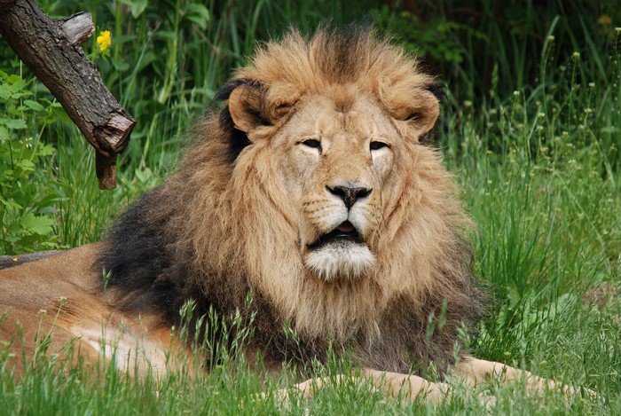 Lion lying in grass with tree branch