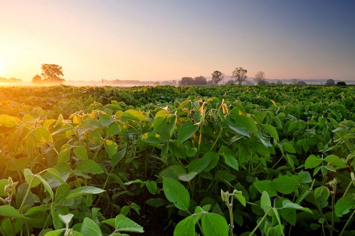 4K Soybean Field at Sunrise