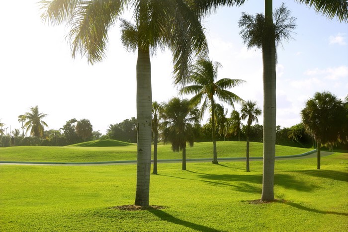 Golf Course with Palm Trees in Miami