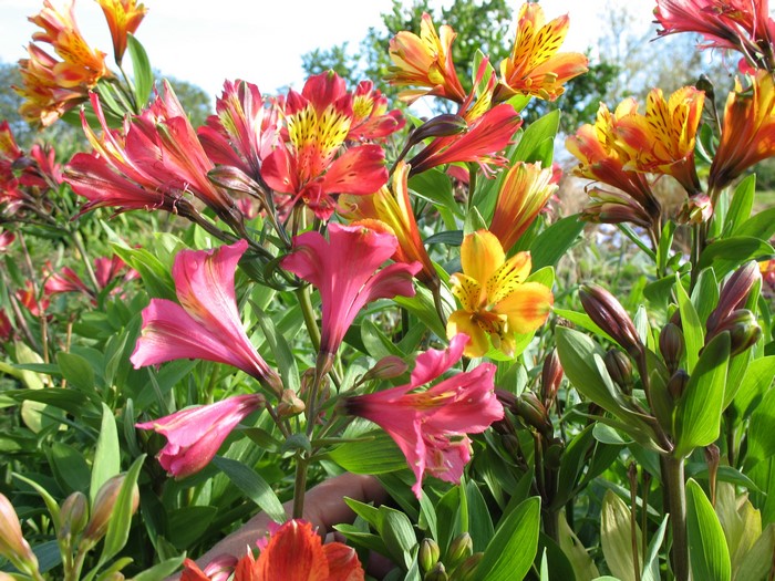 Alstroemeria flowers in bloom