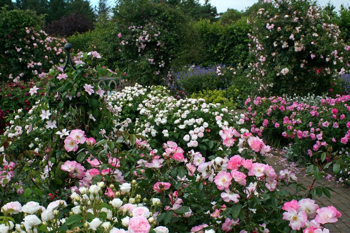 Bagatelle Rose Garden, France, Gardens, Roses, Paris, Shrubs, HD ...