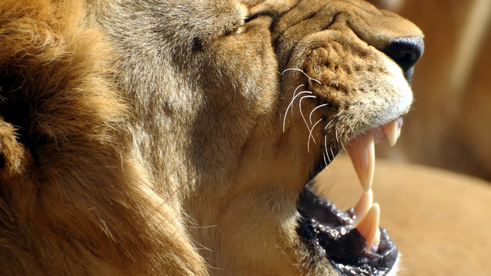 Close-up of a lion's open mouth and teeth
