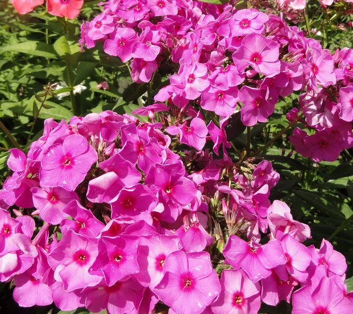 Pink Phlox flowers in bloom