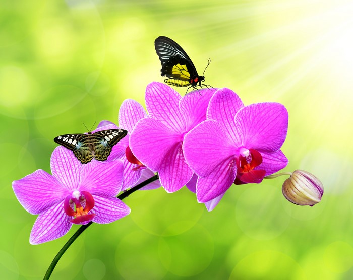 4K Pink Orchids with Butterflies