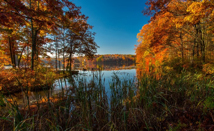 Autumn lake with colorful trees and reeds