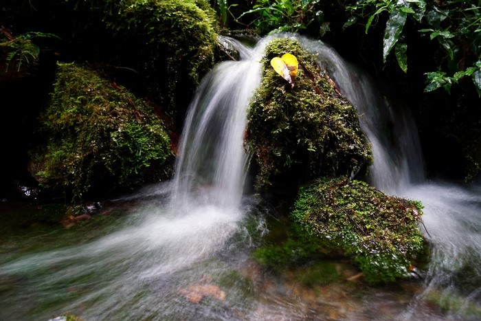 Mossy rocks with a small waterfall and yellow leaf