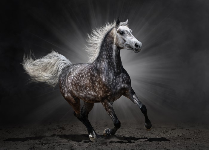 A dappled grey Arabian horse running with light rays