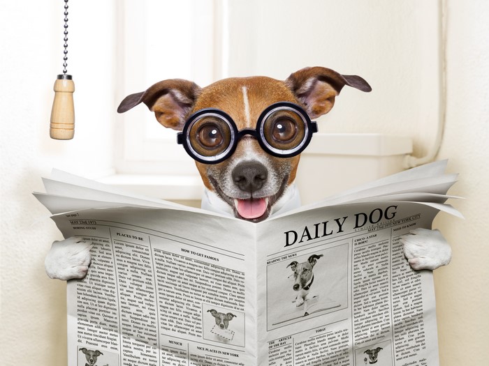 Jack Russell terrier wearing glasses reading newspaper