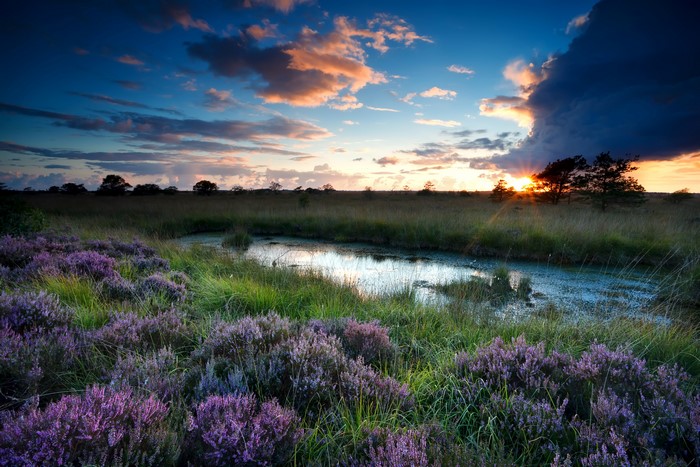 Heather flowers and swamp at sunset
