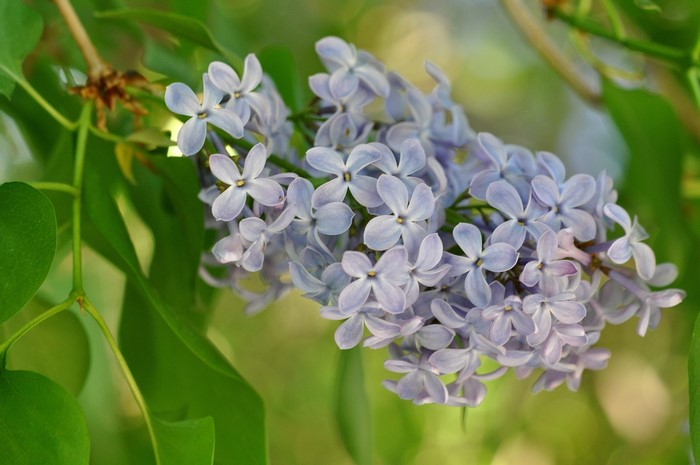 Closeup of a lilac flower branch