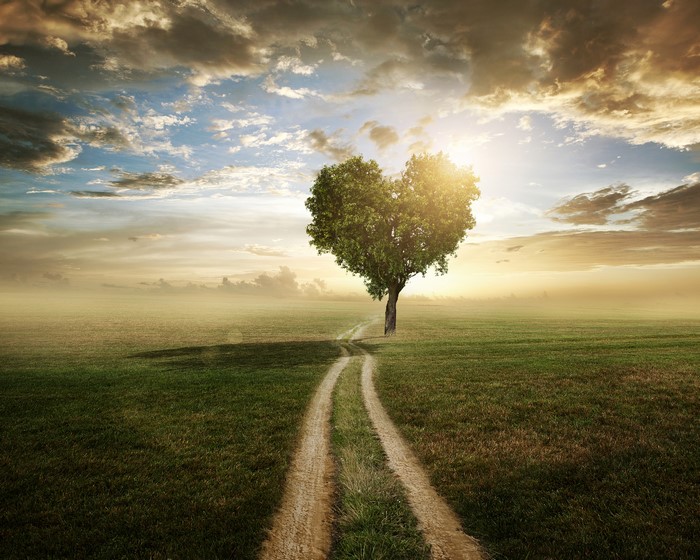 Heart-shaped tree in a field at sunset