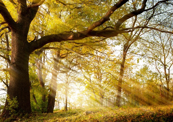 Autumn trees with sun rays