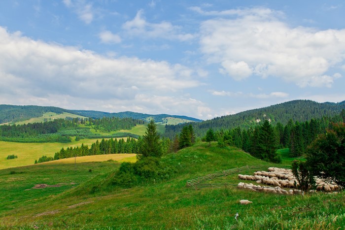 Sheep grazing in a green valley with forests and mountains