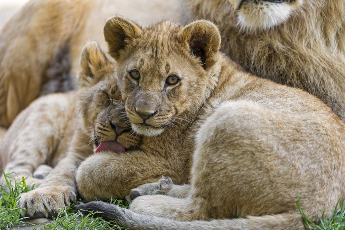 4K Lions Cubs