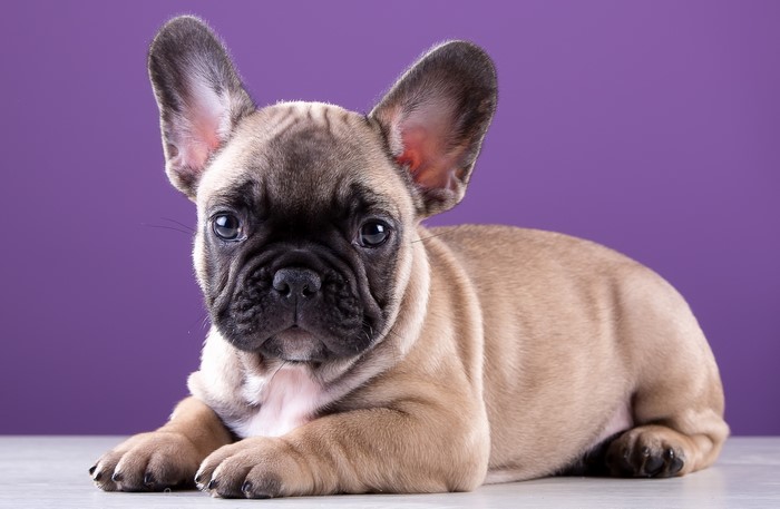 French Bulldog Puppy on Purple Background