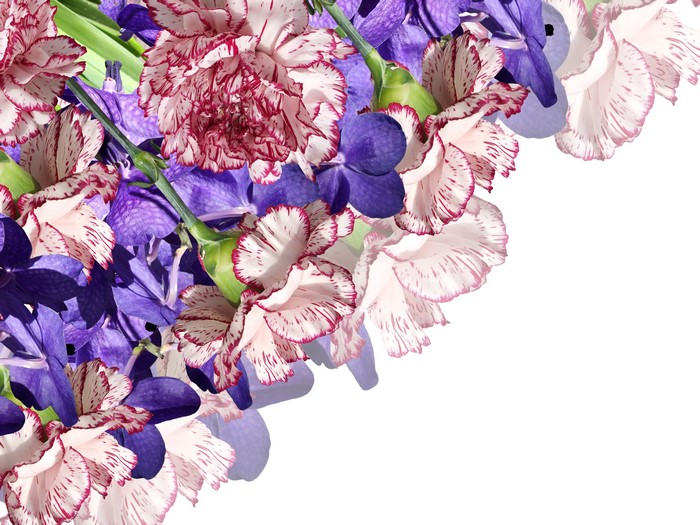 4K Carnations and Orchids on White Background