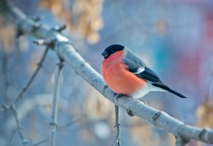 Bullfinch bird on a branch