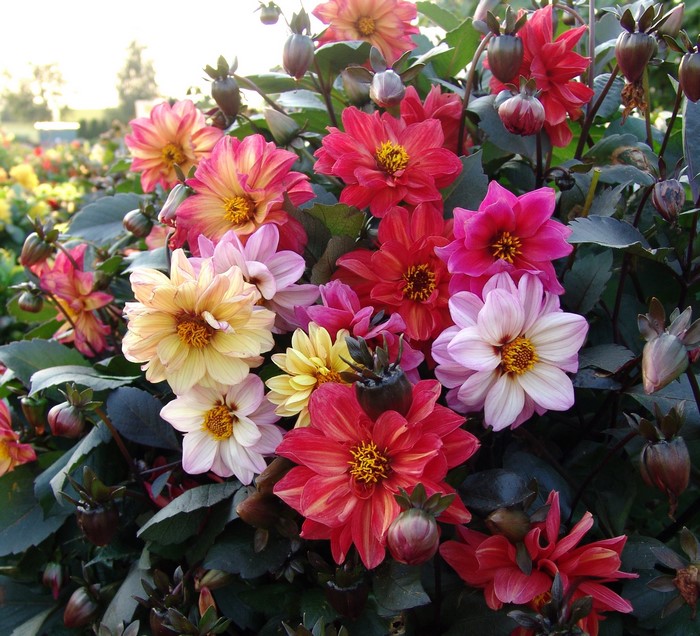 Dahlias in bloom, close-up view