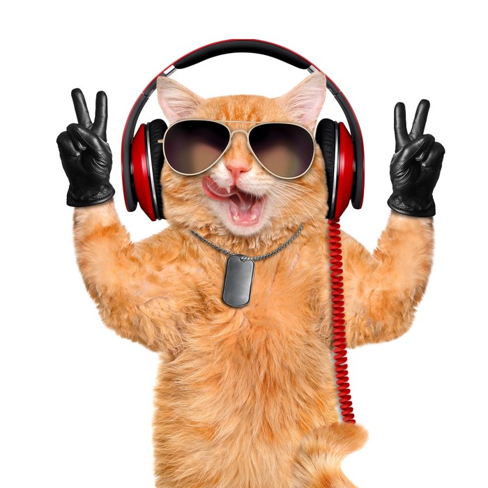 Ginger cat wearing headphones and sunglasses