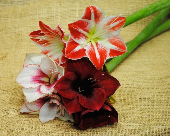 Amaryllis flowers on burlap