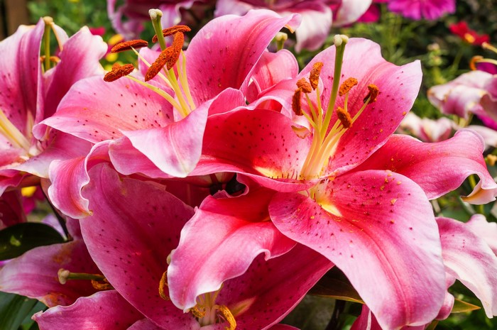 Pink Lilies in Close-up