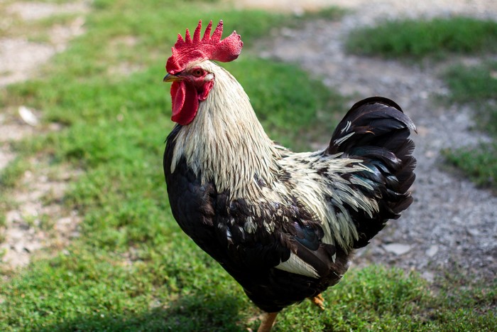 Rooster standing on grass