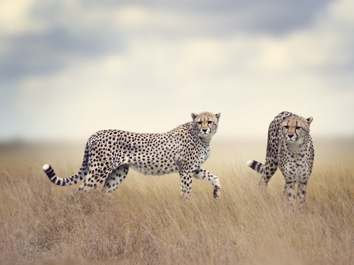 Two Cheetahs in a Dry Grassland