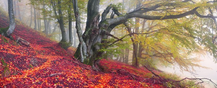 Autumn forest in Zakarpattia, Ukraine