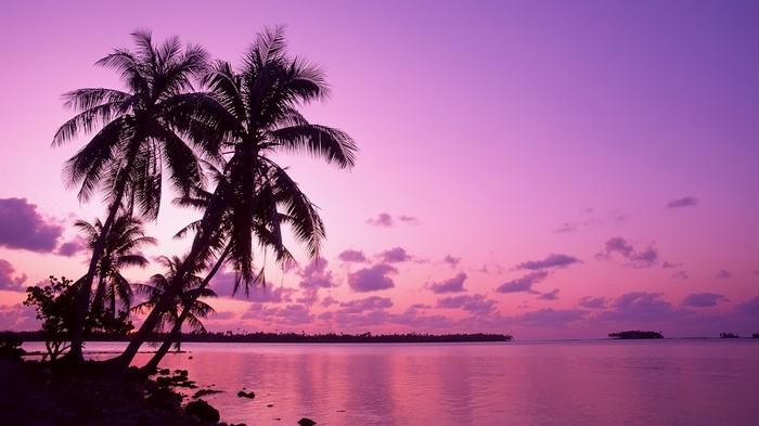 Palm trees on a tropical beach at sunset