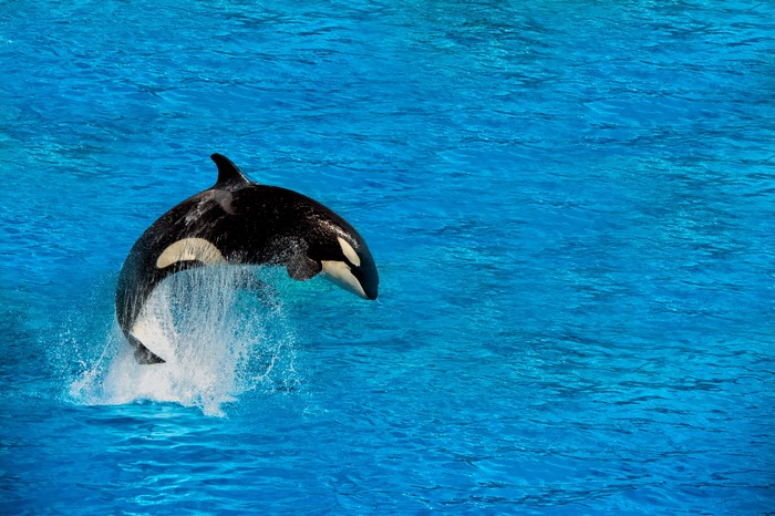 Orca jumping out of blue water with splash