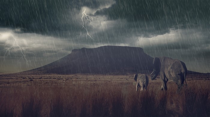 Elephants in a thunderstorm with lightning